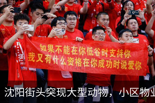 沈阳街头突现大型动物，小区物业：疑似野猪，应该还路过了很多小区，多方正寻找处置